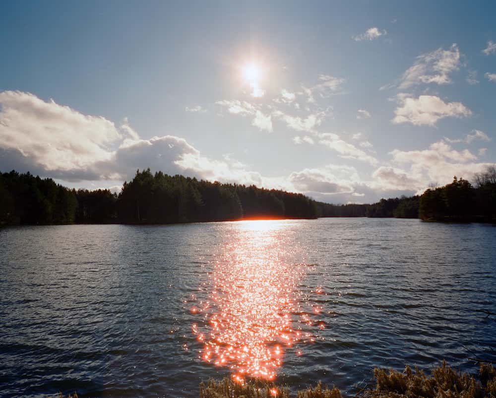 Lakeside landscape with pine trees